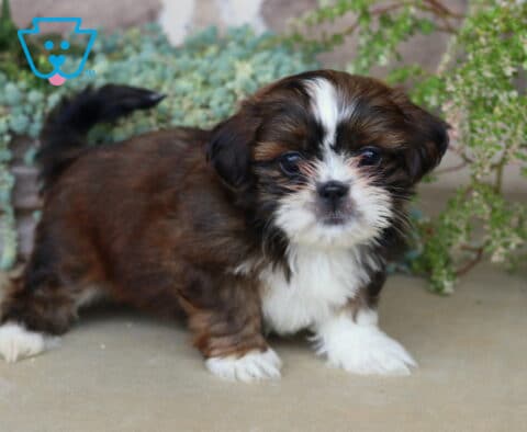 Charming brown and white Shih Tzu puppy standing with a curious expression, surrounded by soft greenery and delicate garden foliage.