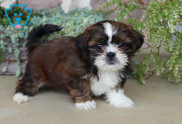 Charming brown and white Shih Tzu puppy standing with a curious expression, surrounded by soft greenery and delicate garden foliage. image