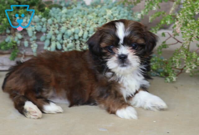 Sweet brown and white Shih Tzu puppy lounging comfortably with a fluffy coat, nestled in front of cascading succulents and vibrant greenery. image