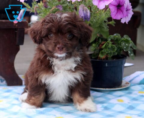 Nala Mini Aussiedoodle