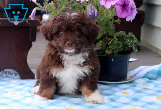 Nala Mini Aussiedoodle image