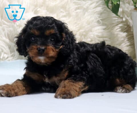 Nashville Cavapoo