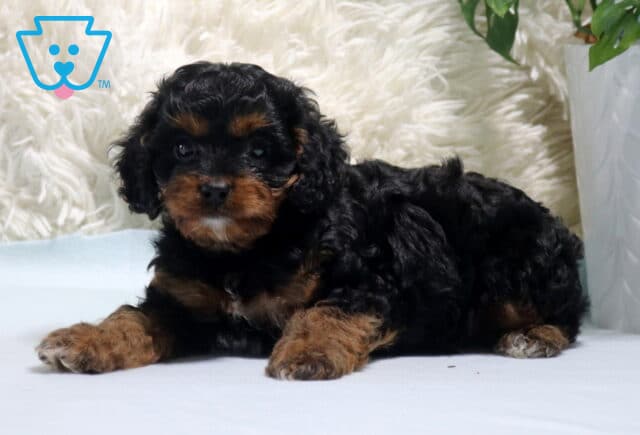 Nashville Cavapoo image