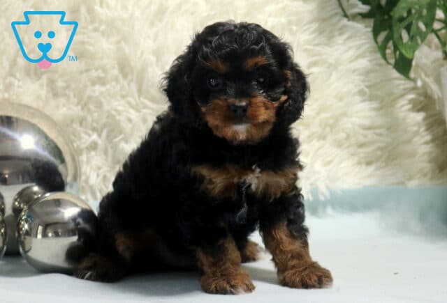 Nashville Cavapoo2 image