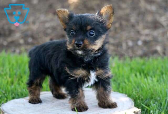Necco Yorkie image