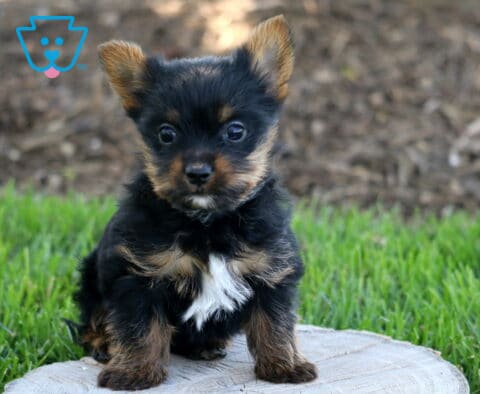 Necco Yorkie2