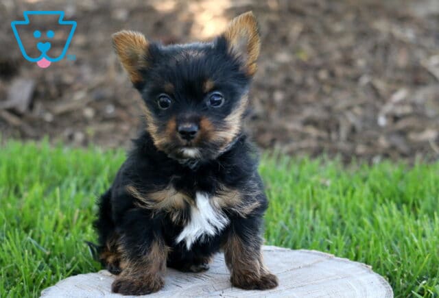 Necco Yorkie2 image
