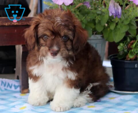 Newton Mini Aussiedoodle