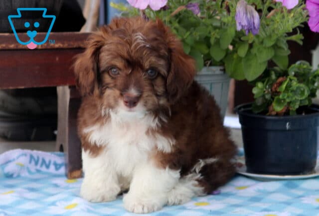 Newton Mini Aussiedoodle image