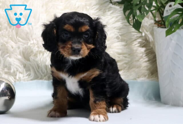 Nick Cavapoo image
