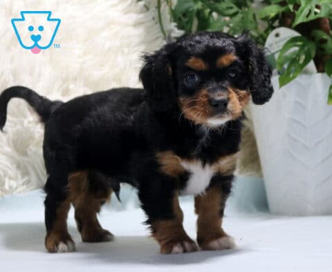 Nick Cavapoo2