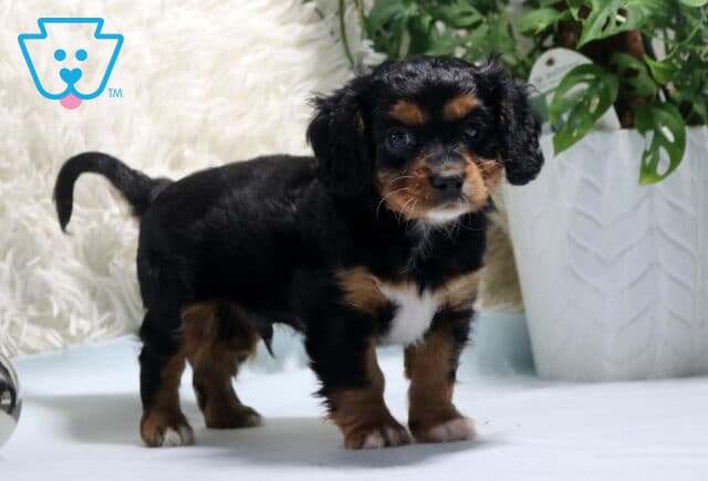 Nick Cavapoo2 image