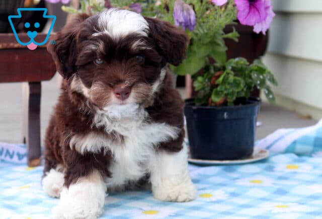 Nick Mini Aussiedoodle image