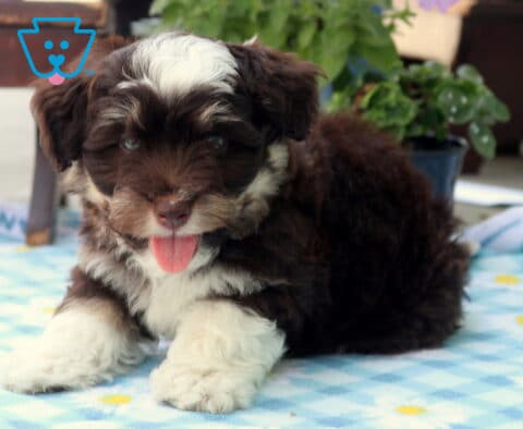 Nick Mini Aussiedoodle2