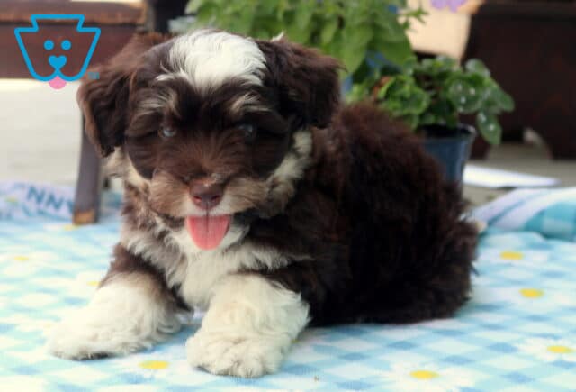 Nick Mini Aussiedoodle2 image