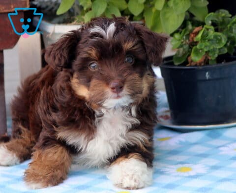 Nikki Mini Aussiedoodle