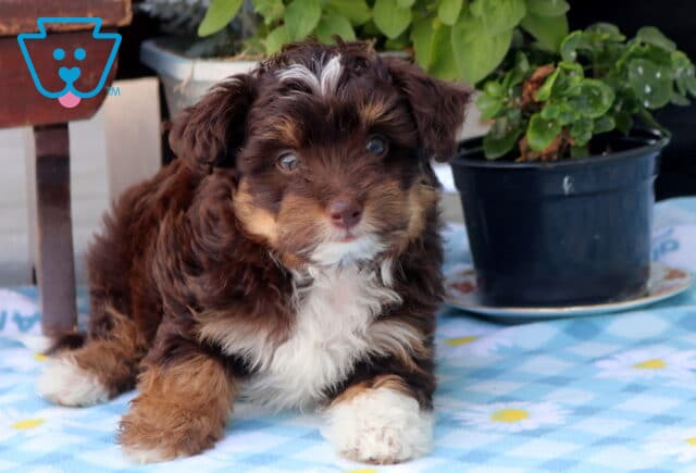 Nikki Mini Aussiedoodle image