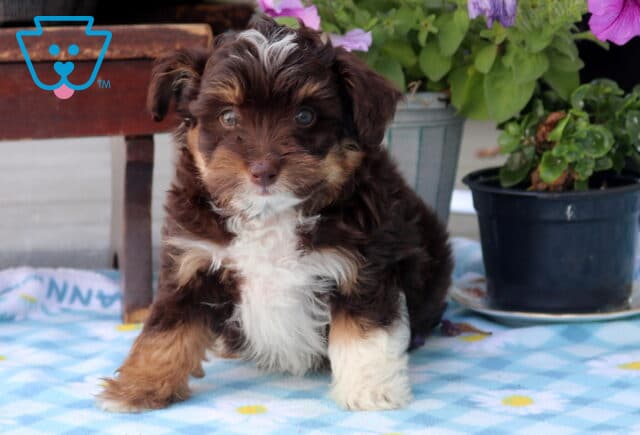Nikki Mini Aussiedoodle2 image