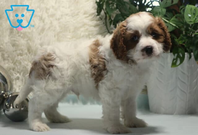 Norris Cavapoo image