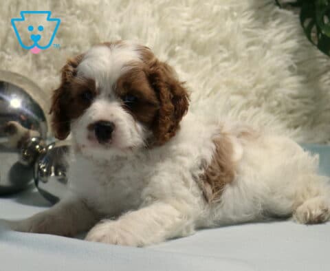 Norris Cavapoo2
