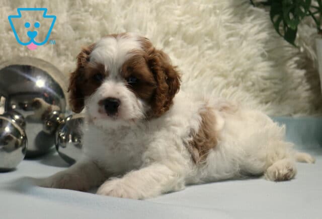 Norris Cavapoo2 image