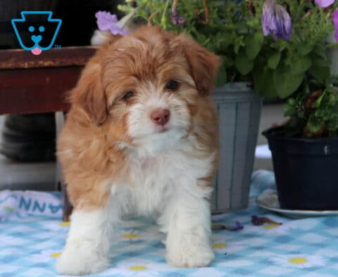 Nova Mini Aussiedoodle