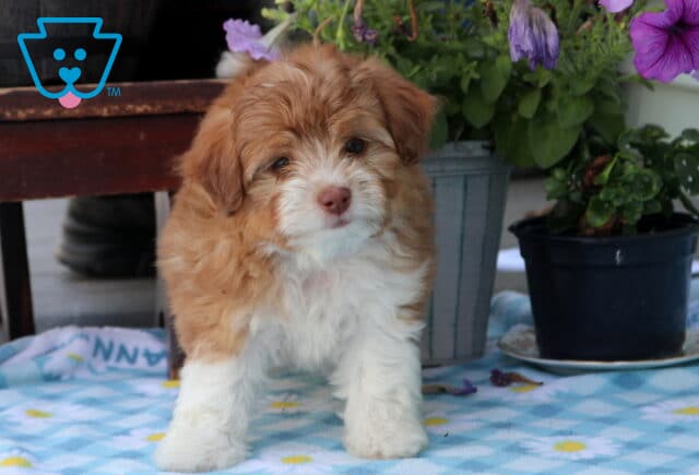 Nova Mini Aussiedoodle image