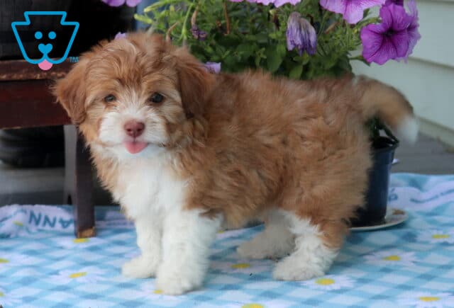 Nova Mini Aussiedoodle2 image