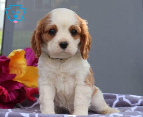 Oliver Cavalier