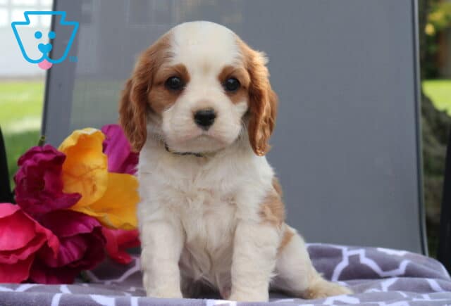 Oliver Cavalier image