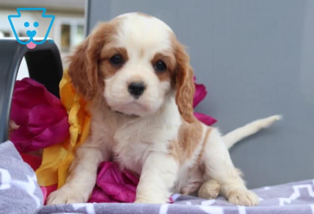 Oliver Cavalier2 image