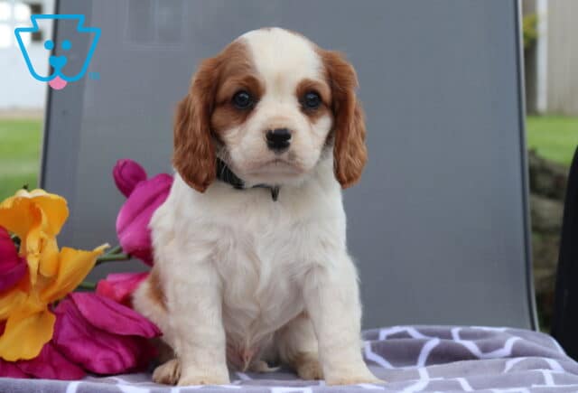 Ozzy Cavalier image