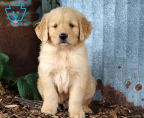 Golden Retriever puppy sitting proudly beside weathered metal siding and leafy greenery, featuring a plush golden coat and an attentive, lovable expression.