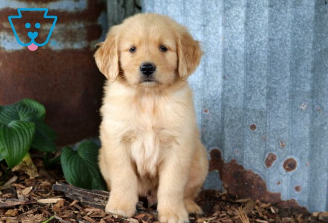 Golden Retriever puppy sitting proudly beside weathered metal siding and leafy greenery, featuring a plush golden coat and an attentive, lovable expression. image