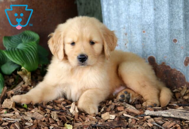 Golden Retriever puppy lounging on natural wood chips beside rustic metal siding and green hosta leaves, showing a soft golden coat and calm, cuddly expression. image