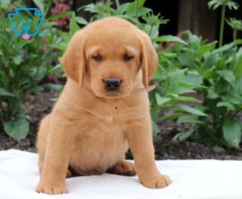 Golden Goldador puppy with a soft honey-colored coat sitting on a white blanket in a garden setting surrounded by lush green plants.