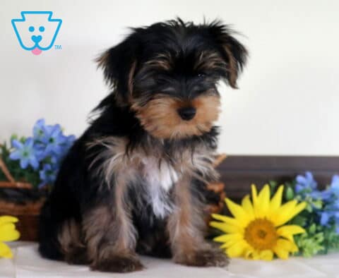 Patrick Yorkie Retake