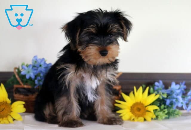 Charming Yorkshire Terrier puppy with a glossy black-and-tan coat sitting between bright yellow sunflowers and blue floral accents, looking downward with a calm and thoughtful expression. image