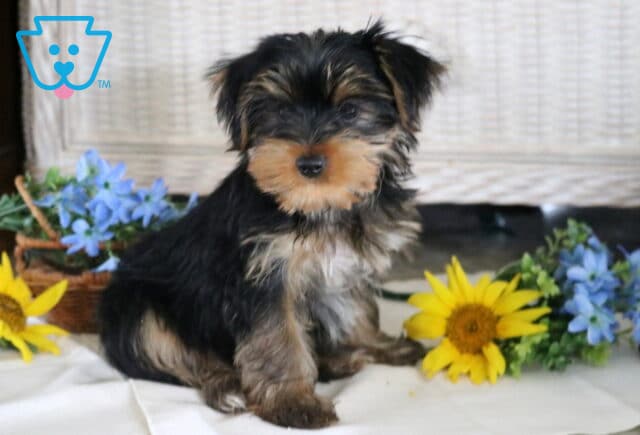 Beautiful Yorkshire Terrier puppy with a soft black-and-tan coat sitting on a white blanket, surrounded by bright sunflowers and blue flowers, gazing attentively toward the camera with a sweet expression. image