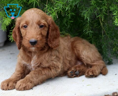 Paws Mini Goldendoodle