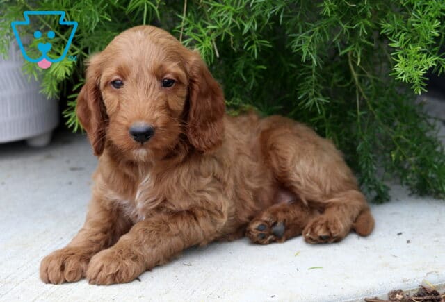 Paws Mini Goldendoodle image