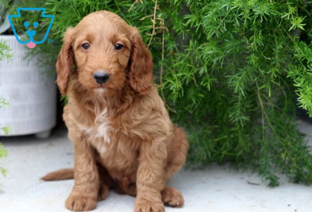 Paws Mini Goldendoodle2 image