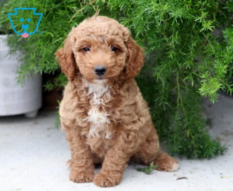 Pax Mini Goldendoodle