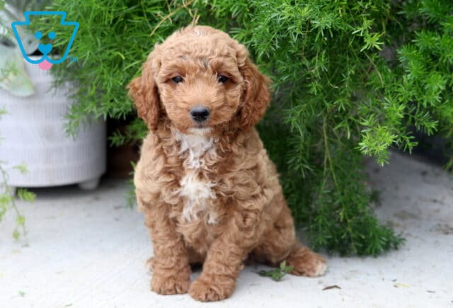 Pax Mini Goldendoodle image