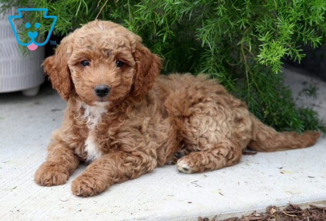 Pax Mini Goldendoodle2 image