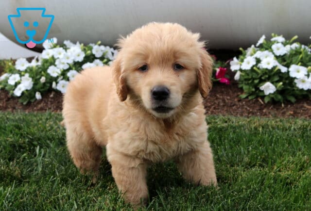 Paxton Golden image