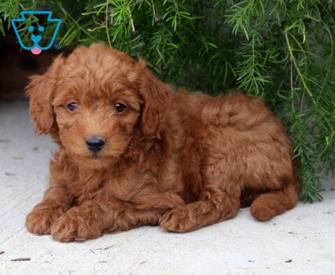 Payton Mini Goldendoodle