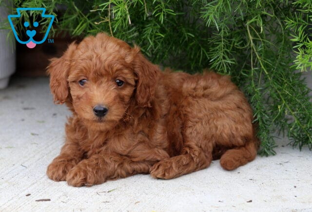 Payton Mini Goldendoodle image