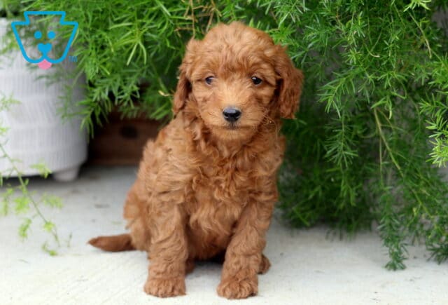 Payton Mini Goldendoodle2 image