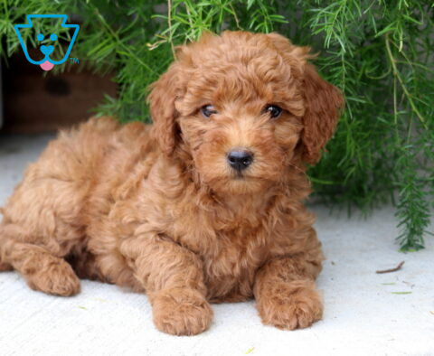 Peace Mini Goldendoodle